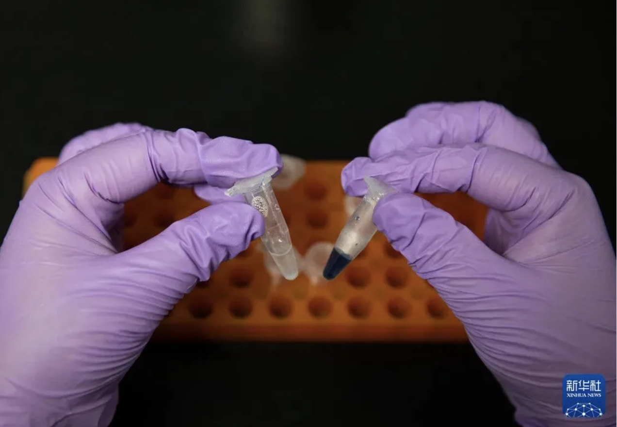 在中国科学院天津工业生物技术研究所实验室，科研人员展示人工合成淀粉样品（9月16日摄）。新华社记者 金立旺 摄