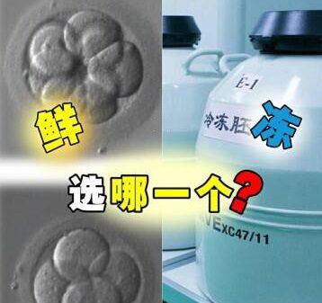 成都试管供卵医院（做试管婴儿，是鲜胚移植好，还是冻胚移植好？哪个成功率会更高？）