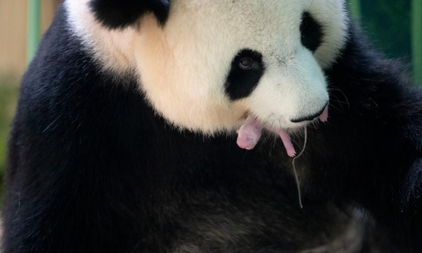 这是8月2日在法国中部圣艾尼昂市博瓦勒野生动物园拍摄的中国大熊猫“欢欢”顺利产下幼崽后的照片。新华社发（博瓦勒野生动物园供图）