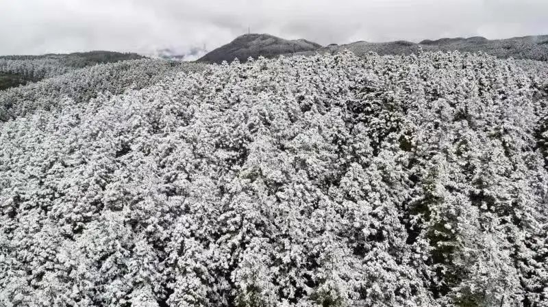 仙女山景区被白雪覆盖（资料图） 武隆仙女山景区供图