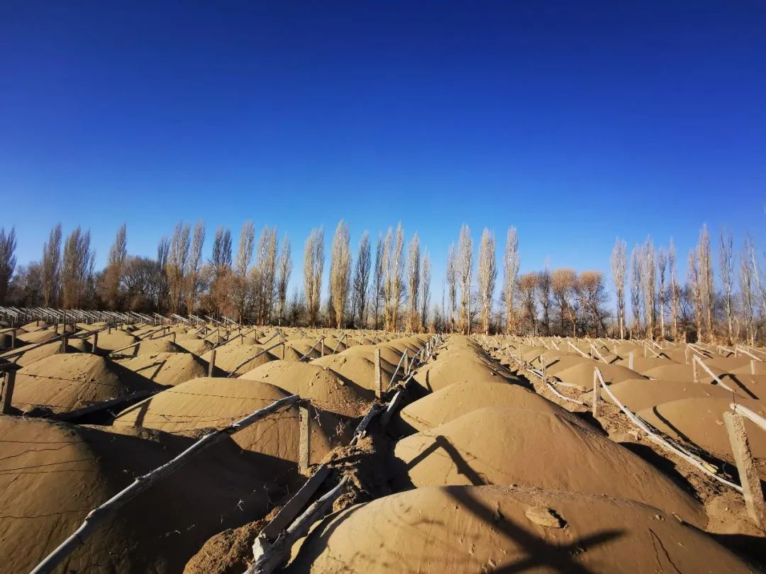 图为被砍伐的林地大多已完成起垄和整架,用于葡萄种植。(2021年1月13日,记者李金红摄)