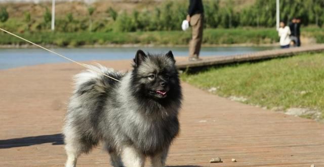 荷兰毛狮犬阿特拉斯牧羊犬又名爱迪犬,这种犬非常耐寒,是很好的守门