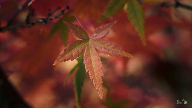 福州福山郊野公园的秋色，天冷了，枫叶也红了！
