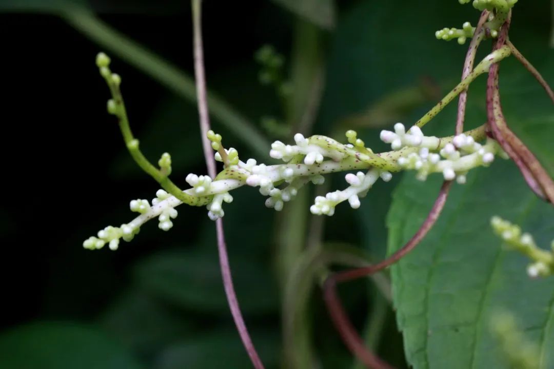 肾精不足该如何补肾?这5味中药材,或能帮你补益肾脏、补充肾精  第3张
