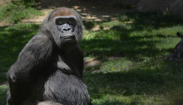 陆地最强动物排行榜_陆上最强动物,狮子未进前三,第一实至名归!