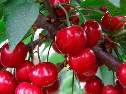 樱桃坐果少后期裂果与施肥有关吗？如何科学施肥？