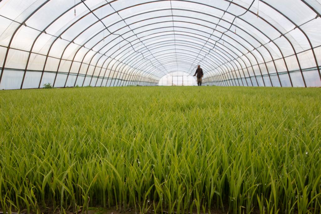 2021年5月13日，工人在黑龙江省抚远市玖成水稻种植专业合作社养护秧苗。 新华社记者 张涛 摄