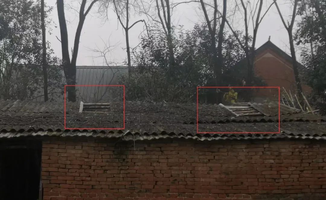 12月14日，郭蕊香家的猪圈棚顶还没有补上。新京报记者 李冰洁 摄