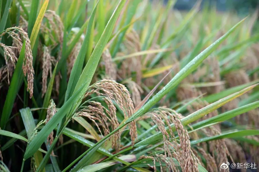 忘不掉!2021年,这些照片【饮茶论道】休闲区蓝鸢梦想 - Www.slyday.coM 忘不掉!2021年,这些照片【饮茶论道】休闲区蓝鸢梦想 - Www.slyday.coM