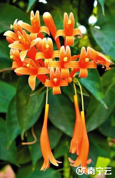 炮仗花