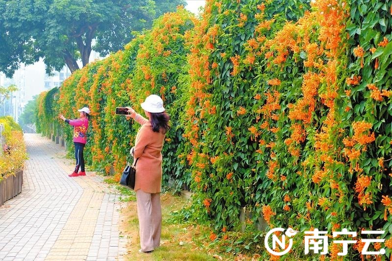 自拍停不下来!人民公园园湖路围墙百余米花带成网红打卡点 记者 宋延康摄