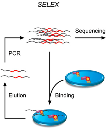 SELEX原理示意图