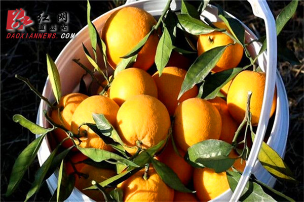视频丨柑橘新品种 长叶香橙 在道县试种成功