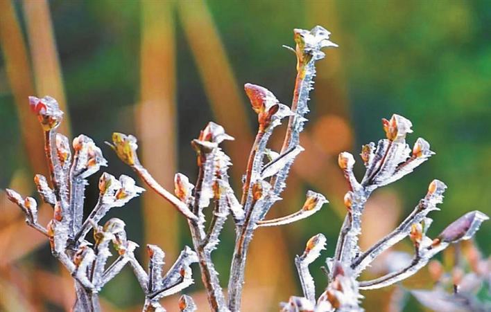 ▲1月8日凌晨，深圳梧桐山气温骤降低至零下3.2℃，出现冰挂奇观。 梧桐山风景区供图