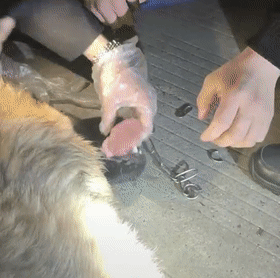 网友:狗脸都丢完了!