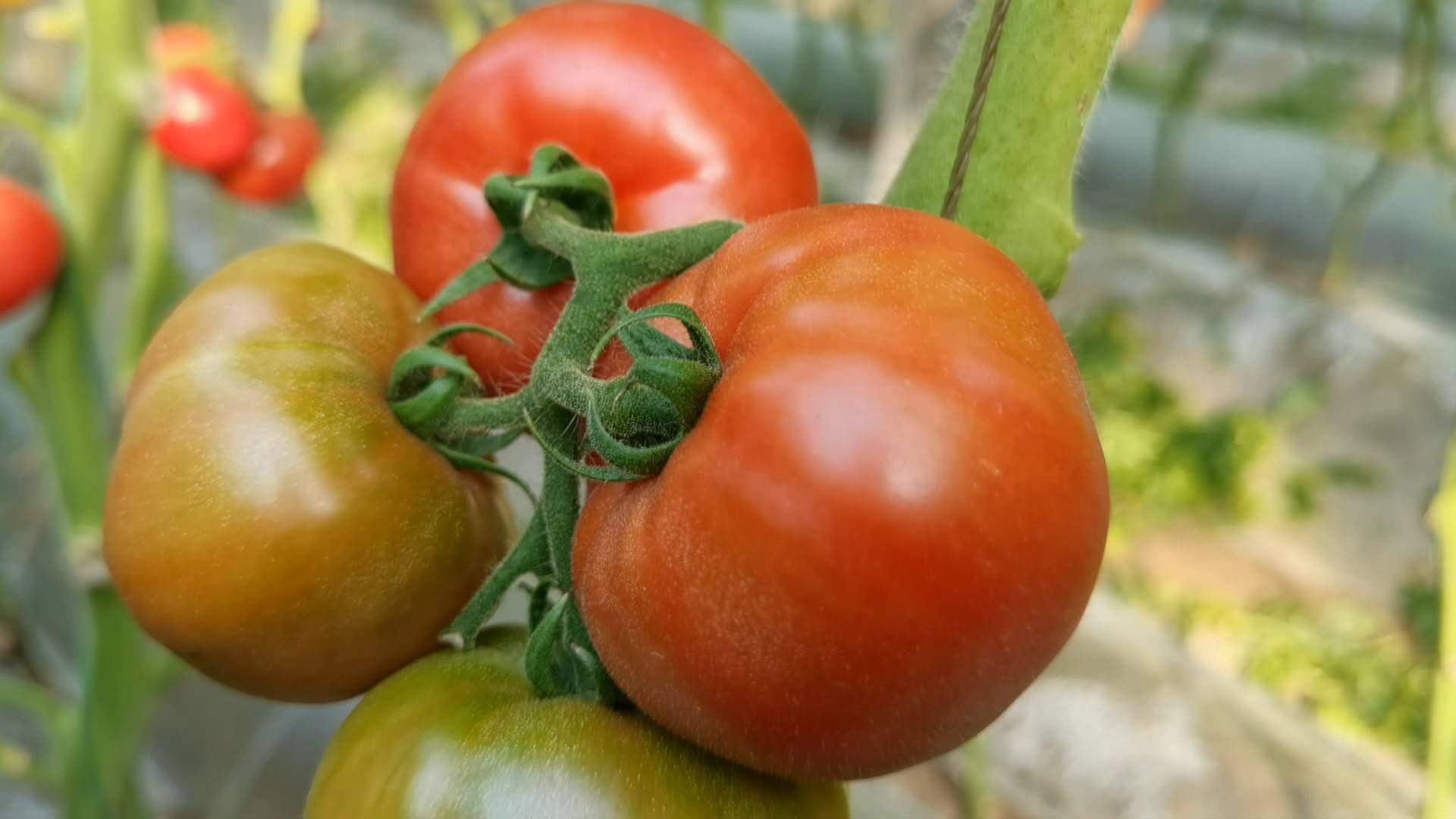 西红柿怎么做比较好吃？