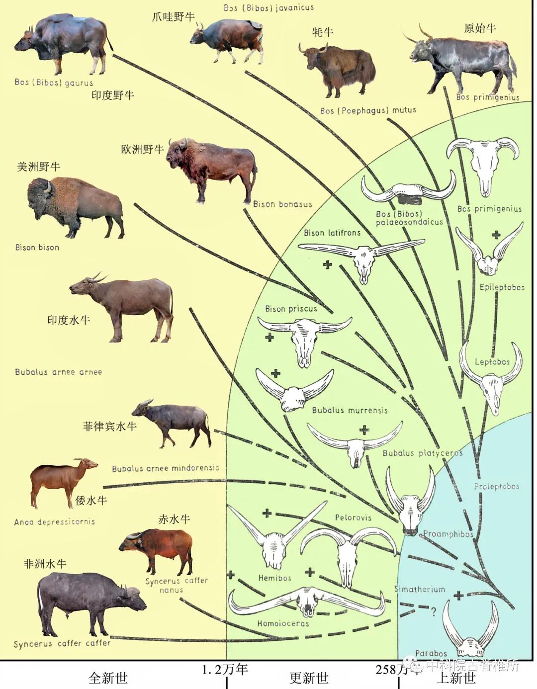 “中国和牛”入沪记：上海助推贵州打造全国优质牛羊肉供应基地_国内 _ 文汇网
