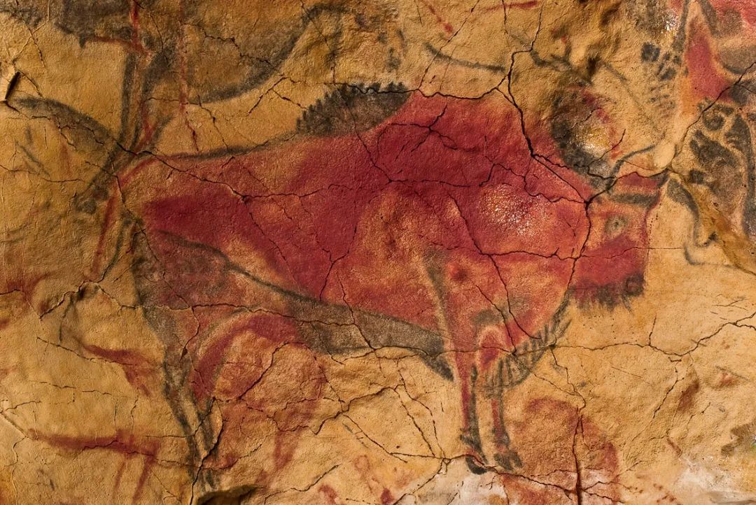 阿尔塔米拉岩洞壁画上的野牛(原牛),约距今13000年。