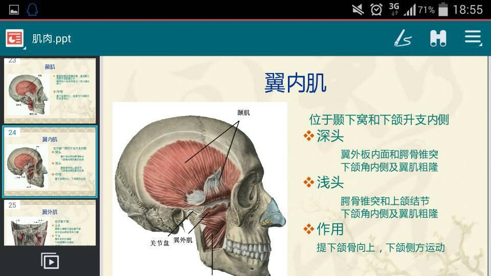 把手放在耳根前,颧骨下,咀嚼时膨胀的肌肉就是翼内肌.