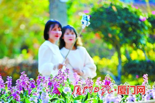 昨日下午天气晴好,许多市民到户外赏花自拍。(蔡茂祥摄)