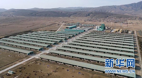 宁夏海原华润农业有限公司肉牛养殖基地(2021年1月7日摄,无人机照片)。新华社记者 王鹏 摄