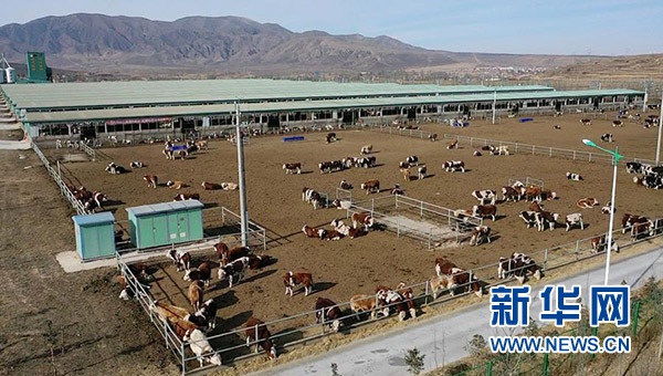 宁夏海原华润农业有限公司肉牛养殖基地(2021年1月7日摄,无人机照片)。新华社记者 王鹏 摄