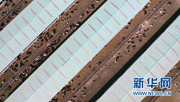 宁夏海原华润农业有限公司肉牛养殖基地(2021年1月7日摄,无人机照片)。新华社记者 王鹏 摄