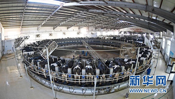 在宁夏中卫市沐沙牧场,奶牛在自动转盘式奶台上挤奶(2020年9月14日摄)。新华社记者 王鹏 摄