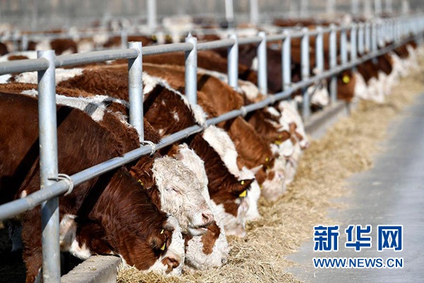 这是宁夏海原华润农业有限公司肉牛养殖基地养殖的肉牛(2021年1月7日摄)。新华社记者 王鹏 摄