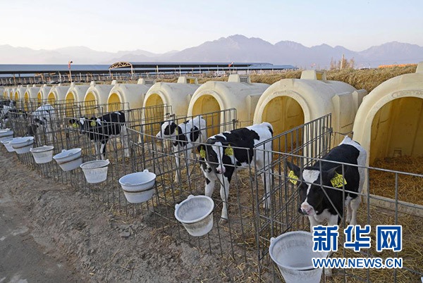 在宁夏农垦贺兰山奶业有限公司牛犊饲养区,小牛犊准备进食(2020年11月8日摄)。新华社记者 王鹏 摄