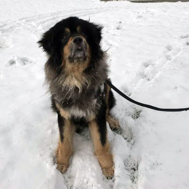 崩溃!女儿偷偷领养九十斤大狗,妈妈回家被庞然大物吓傻:喂不起休闲区蓝鸢梦想 - Www.slyday.coM 崩溃!女儿偷偷领养九十斤大狗,妈妈回家被庞然大物吓傻:喂不起休闲区蓝鸢梦想 - Www.slyday.coM