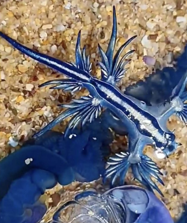 恐龙真还存在?创纪录暴雨过后,澳洲海滩冲上神秘生物...