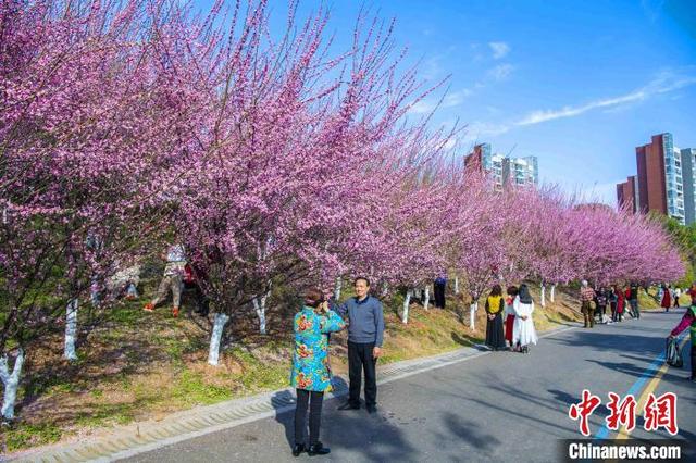 三峡坝区:春天提前22天"报到"|三峡坝区|李重庆|梨花