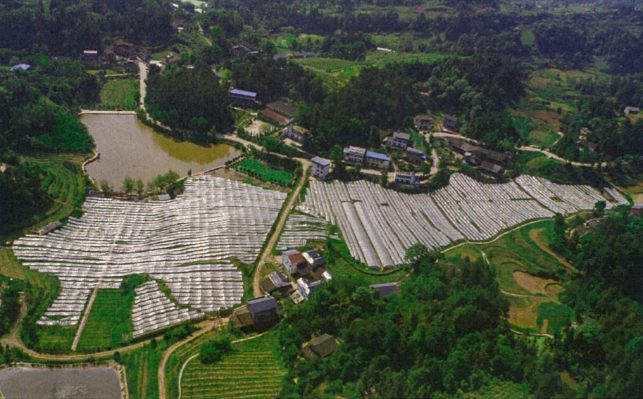 巴南区接龙镇荷花村风光。 图:巴南发布