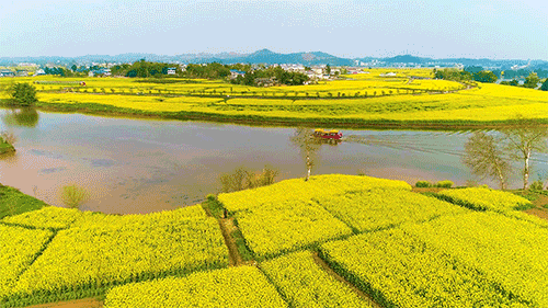 油菜花田图:潼南微公布