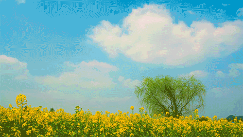 油菜花美景图:潼南微公布