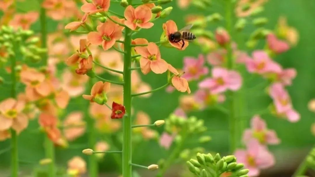 油菜花图:潼南微公布