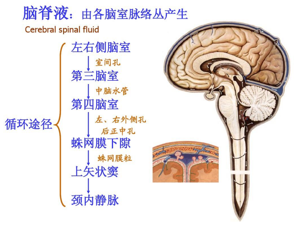 注意!长期玩手机导致脑子"漏水",脑脊液外漏有多严重?