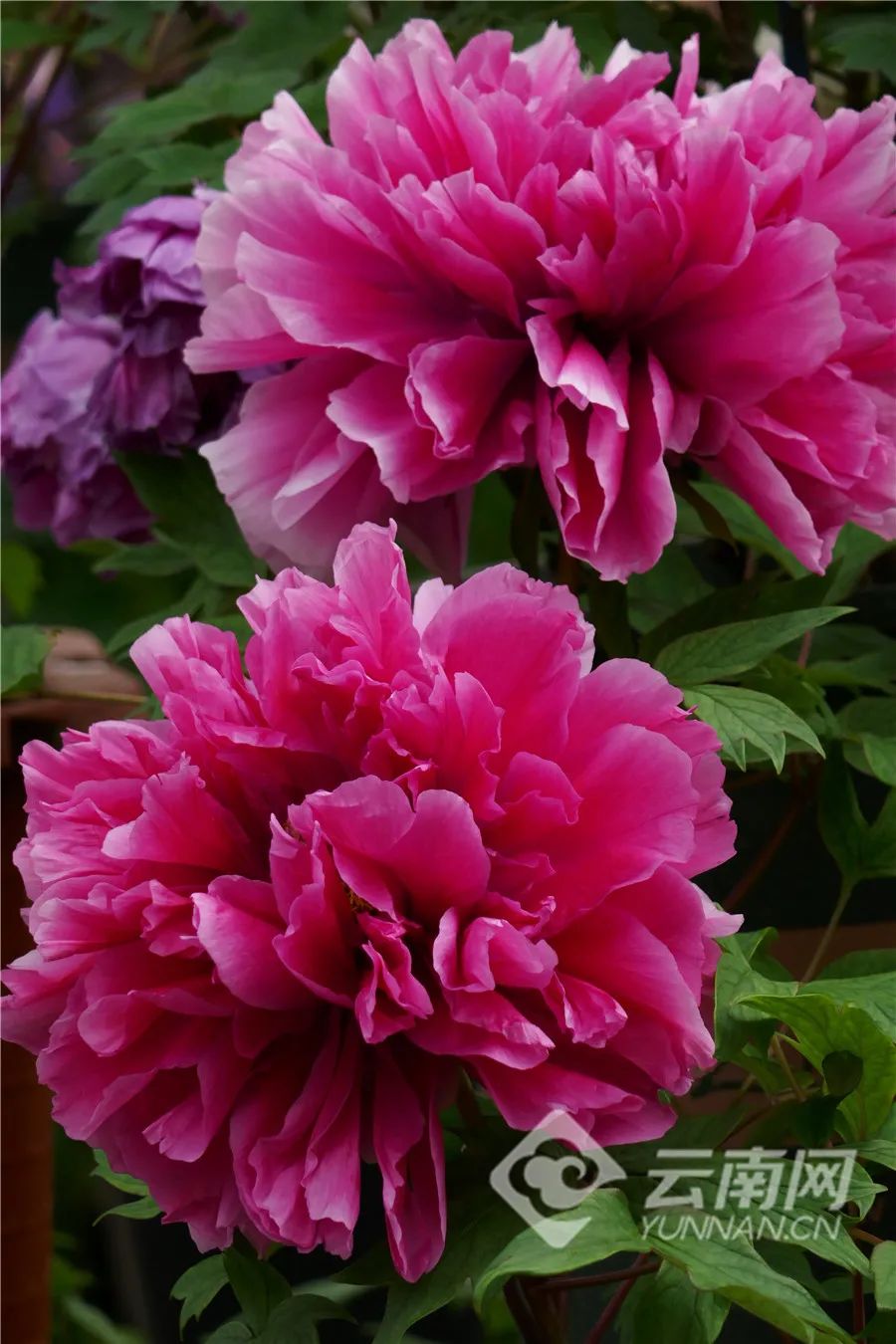 曲靖2021GDP_2021年曲靖春节图片