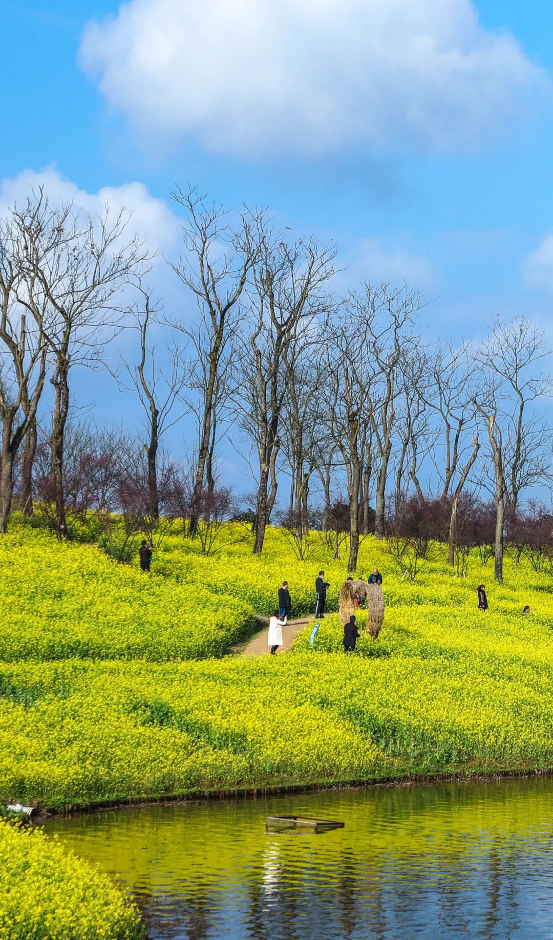 巴南区二圣镇天坪山云林天香景区,市民畅游油菜花海。邹飞 摄