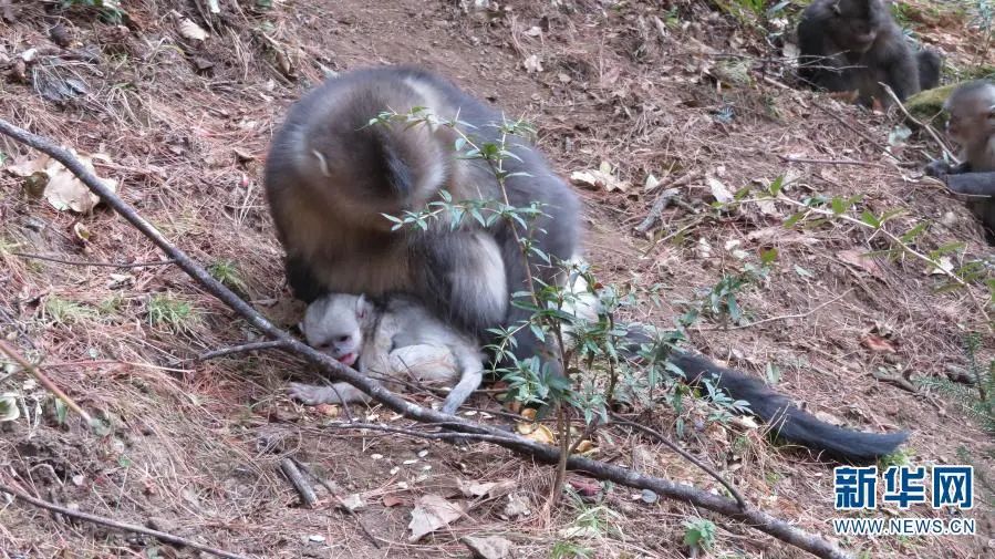 猴金丝滇。“猴宝” 白马雪山国度级天然珍爱区野活泼物救护站供图