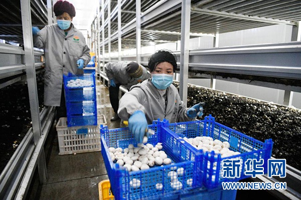农民在宁夏闽宁镇双孢菇栽培示范基地采摘蘑菇(2020年3月18日摄)。新华社记者 王鹏 摄