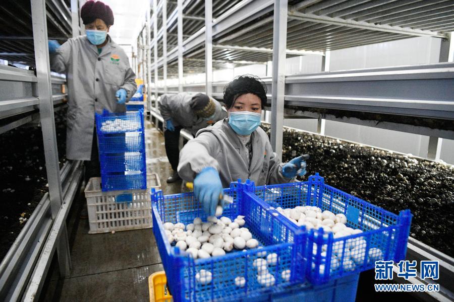 农民在宁夏闽宁镇双孢菇栽培示范基地采摘蘑菇(2020年3月18日摄)。新华社记者 王鹏 摄