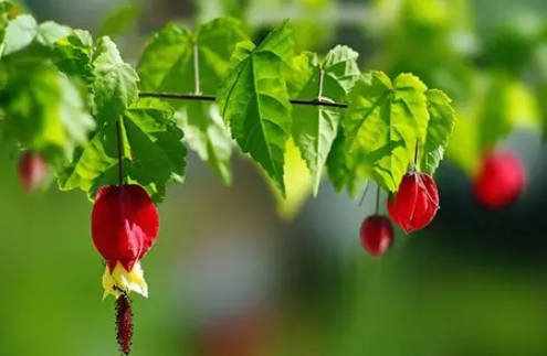 黄色的灯泡花 d954-kksmnwu1111826.png