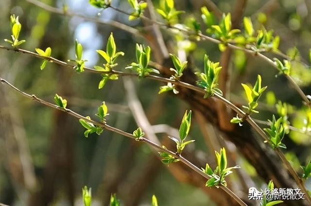 和妻子去散步,在不常走的胡同里,发现了一棵与众不同的爬山虎休闲区蓝鸢梦想 - Www.slyday.coM 和妻子去散步,在不常走的胡同里,发现了一棵与众不同的爬山虎休闲区蓝鸢梦想 - Www.slyday.coM