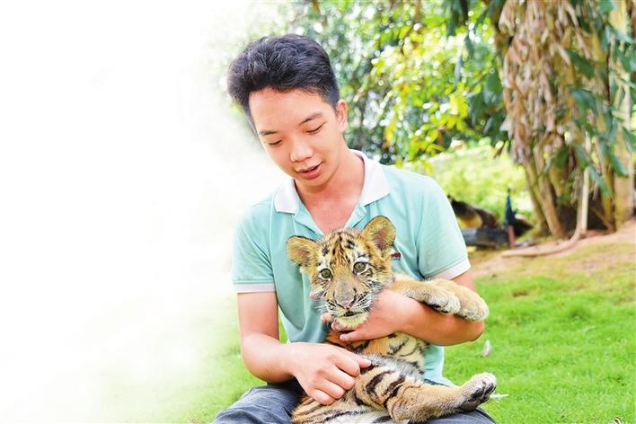 ▲深圳野生动物园工作人员每天悉心照料它,给它调配奶粉、喂食、陪它玩耍。 深圳野生动物园供图