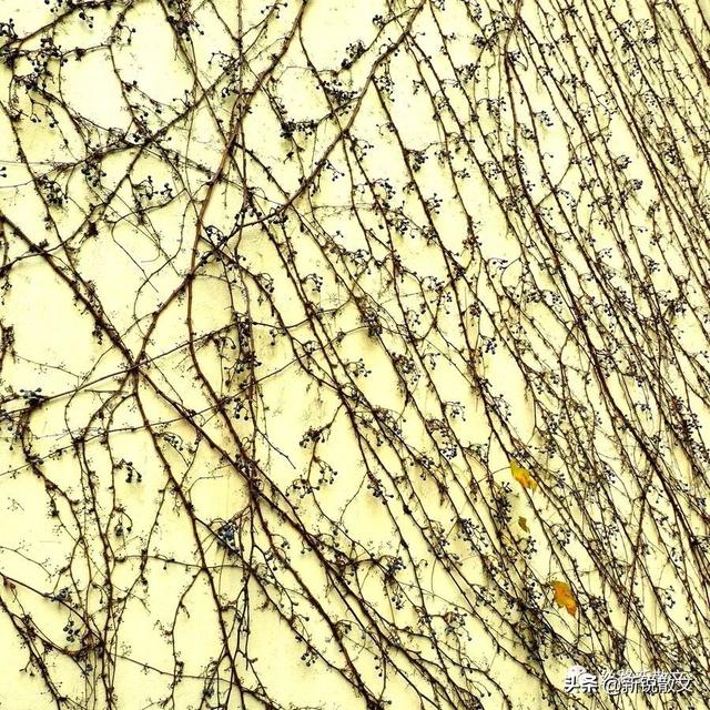 和妻子去散步,在不常走的胡同里,发现了一棵与众不同的爬山虎休闲区蓝鸢梦想 - Www.slyday.coM 和妻子去散步,在不常走的胡同里,发现了一棵与众不同的爬山虎休闲区蓝鸢梦想 - Www.slyday.coM