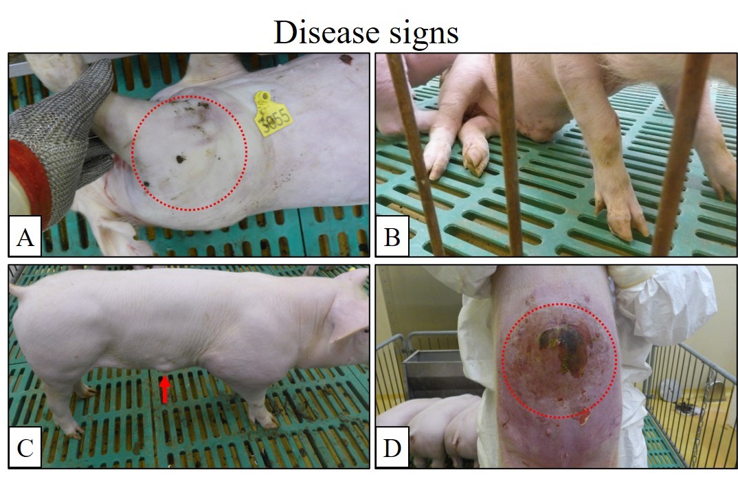  毒力减弱田间变异株引起的发病症状。接种猪表现出关节肿胀（A）、瘫痪（B）、皮肤肿块（C）和皮肤坏死（D）等症状。