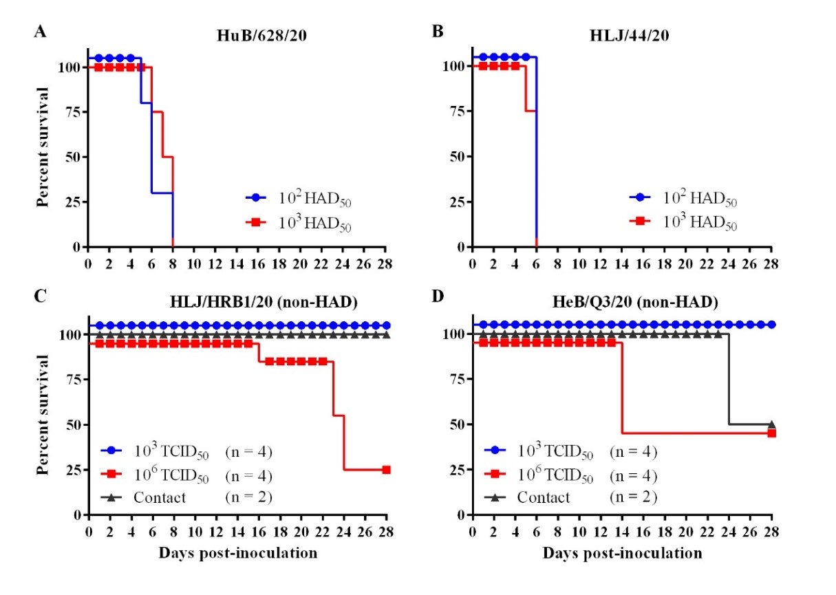 2020年非洲猪瘟病毒分离株对猪致死性分析。HuB/628/20（A）和HLJ/44/20（B）毒株；HLJ/HRB1/20（C）和HeB/Q3/20（D）non-HAD分离株。