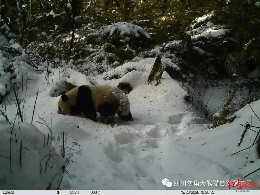 九寨沟勿角自然保护区多次拍到野生大熊猫